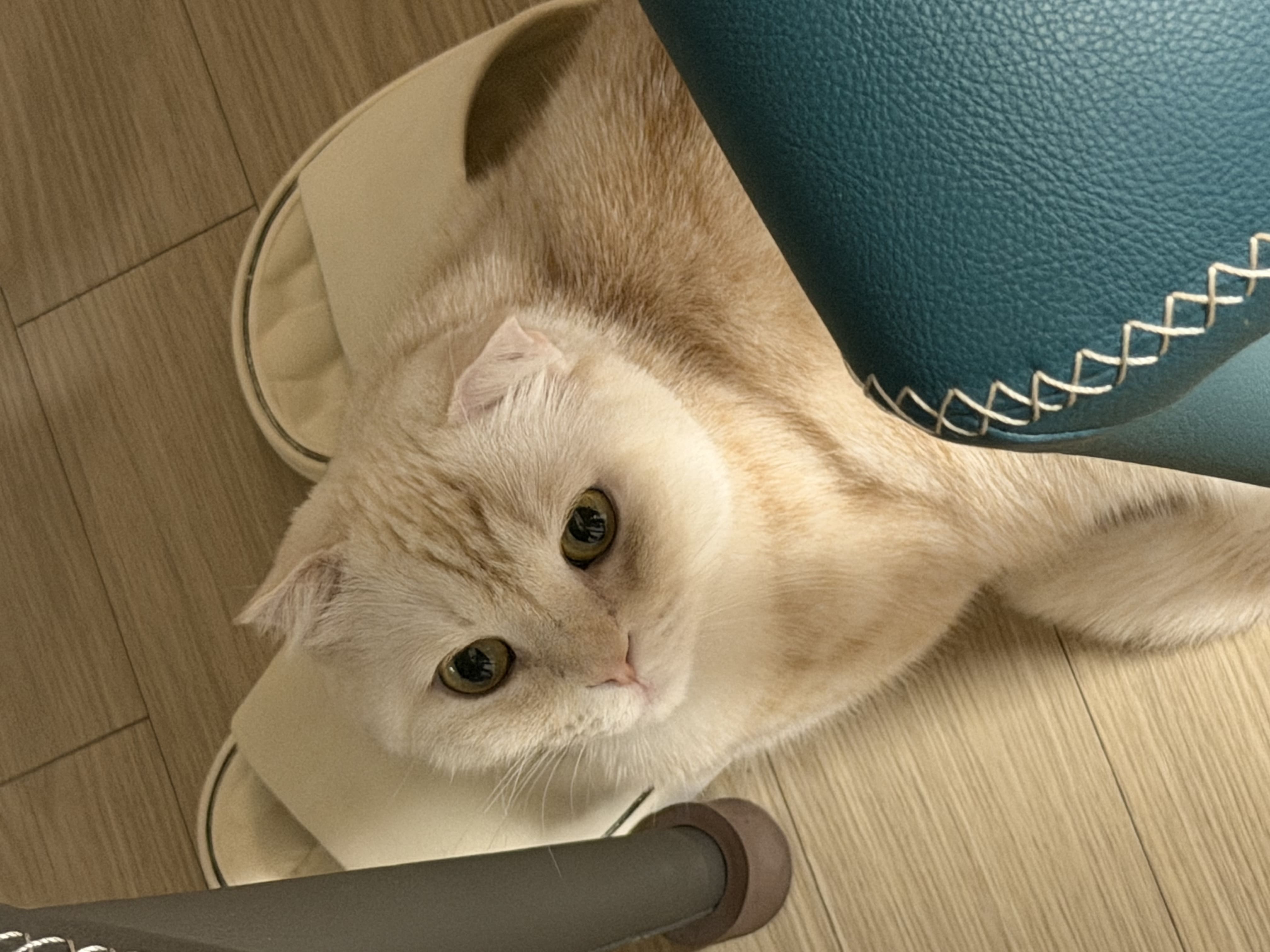 실내화 지킴이