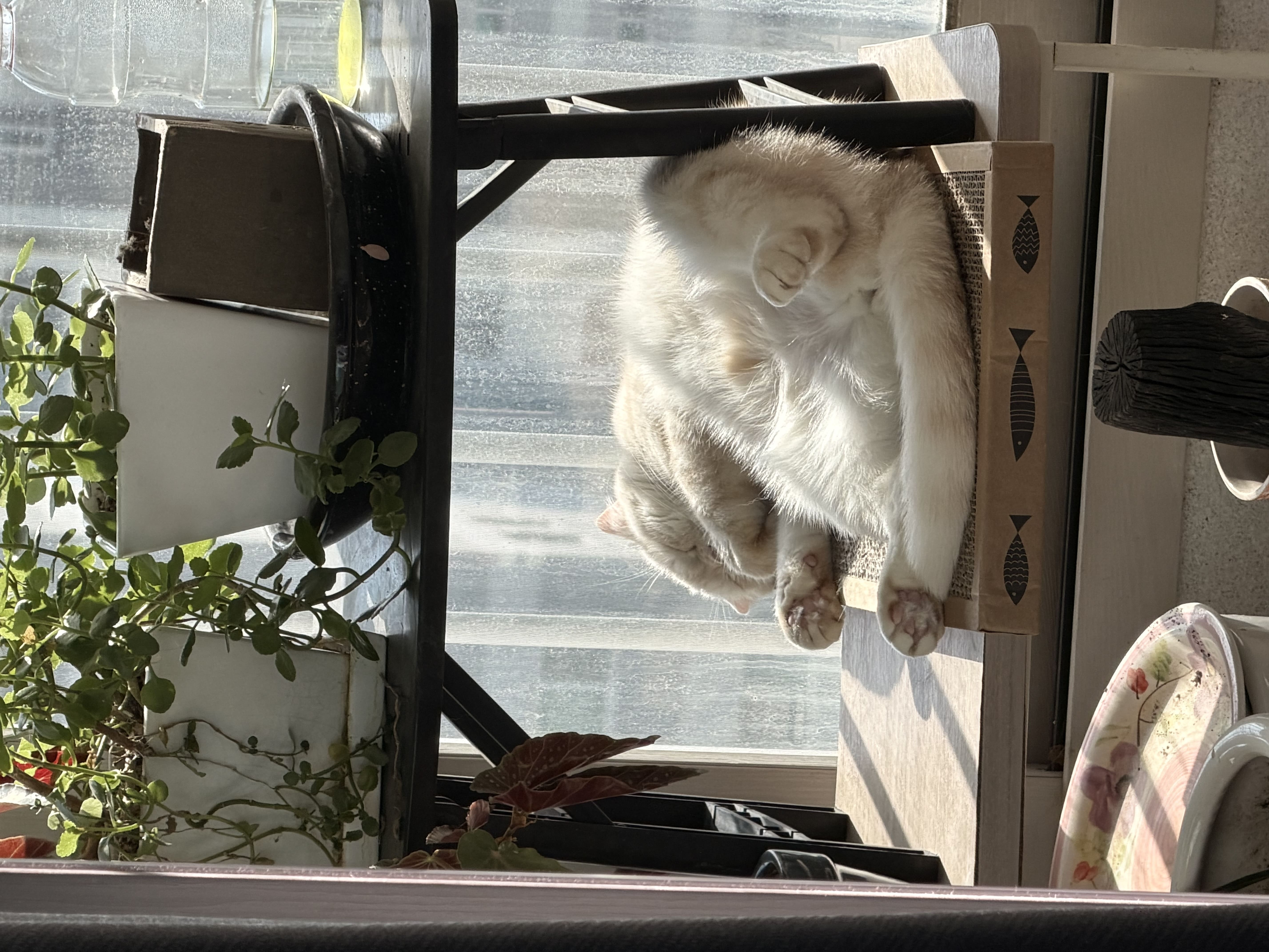 광합성
