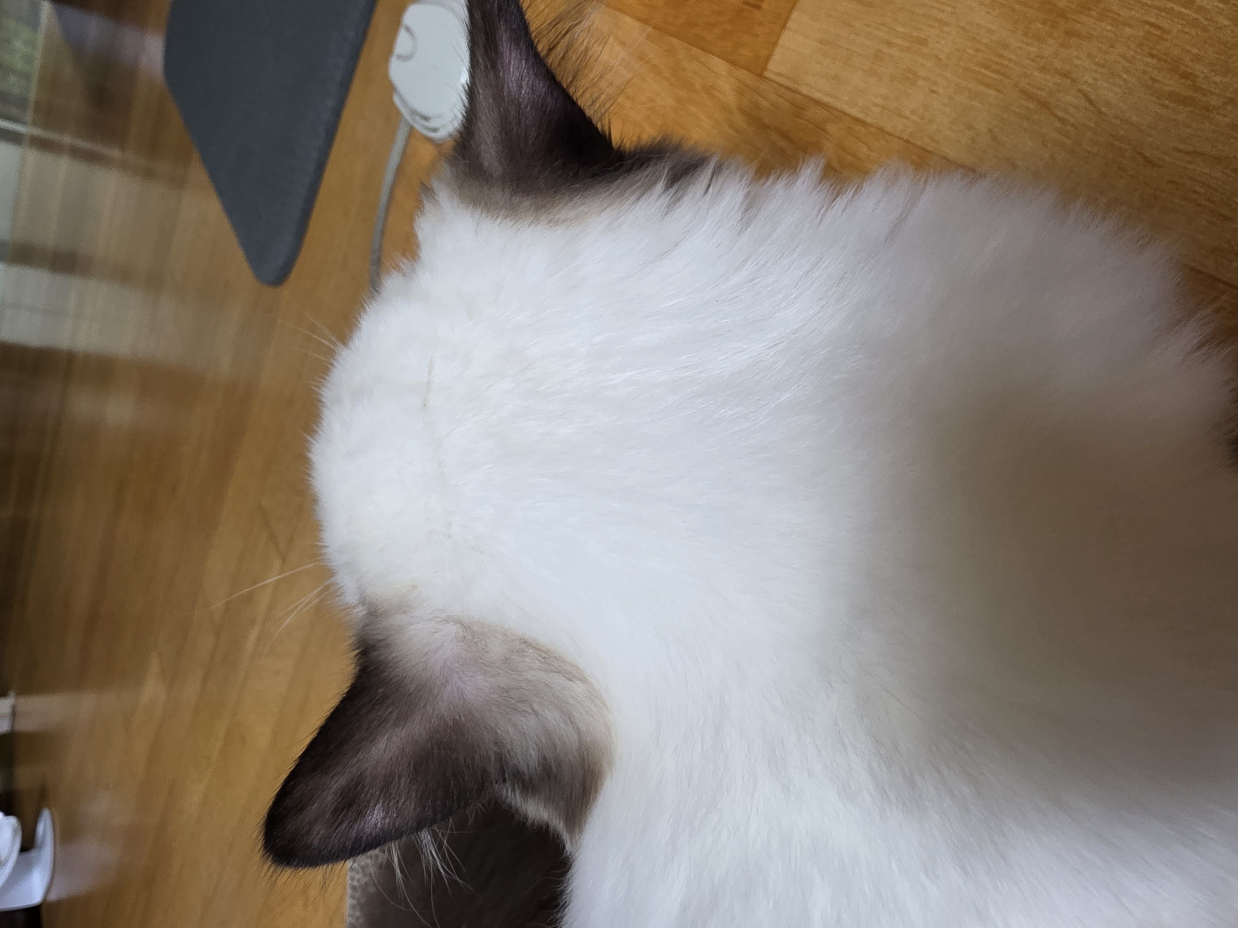 뒷통수