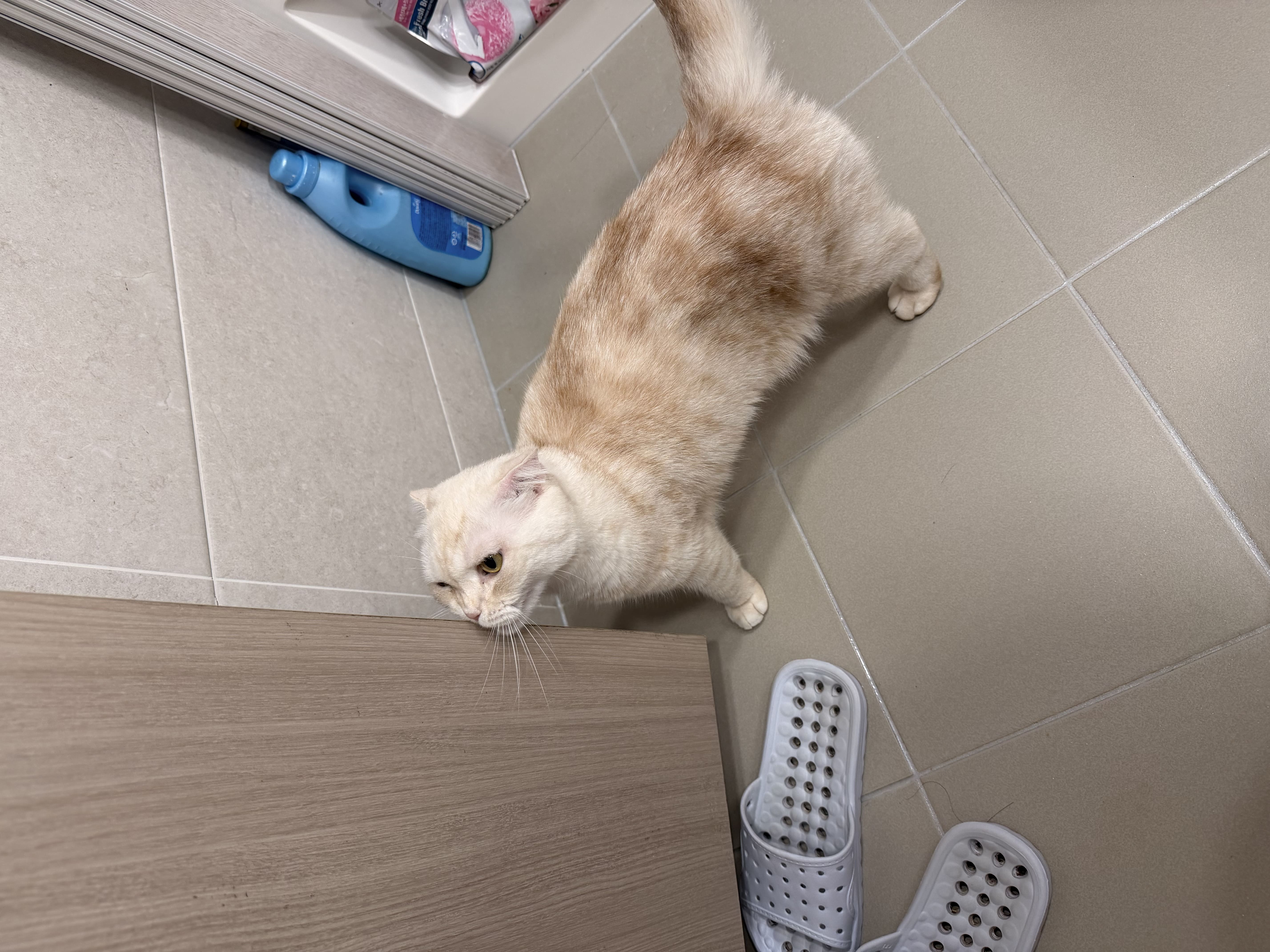 침입자