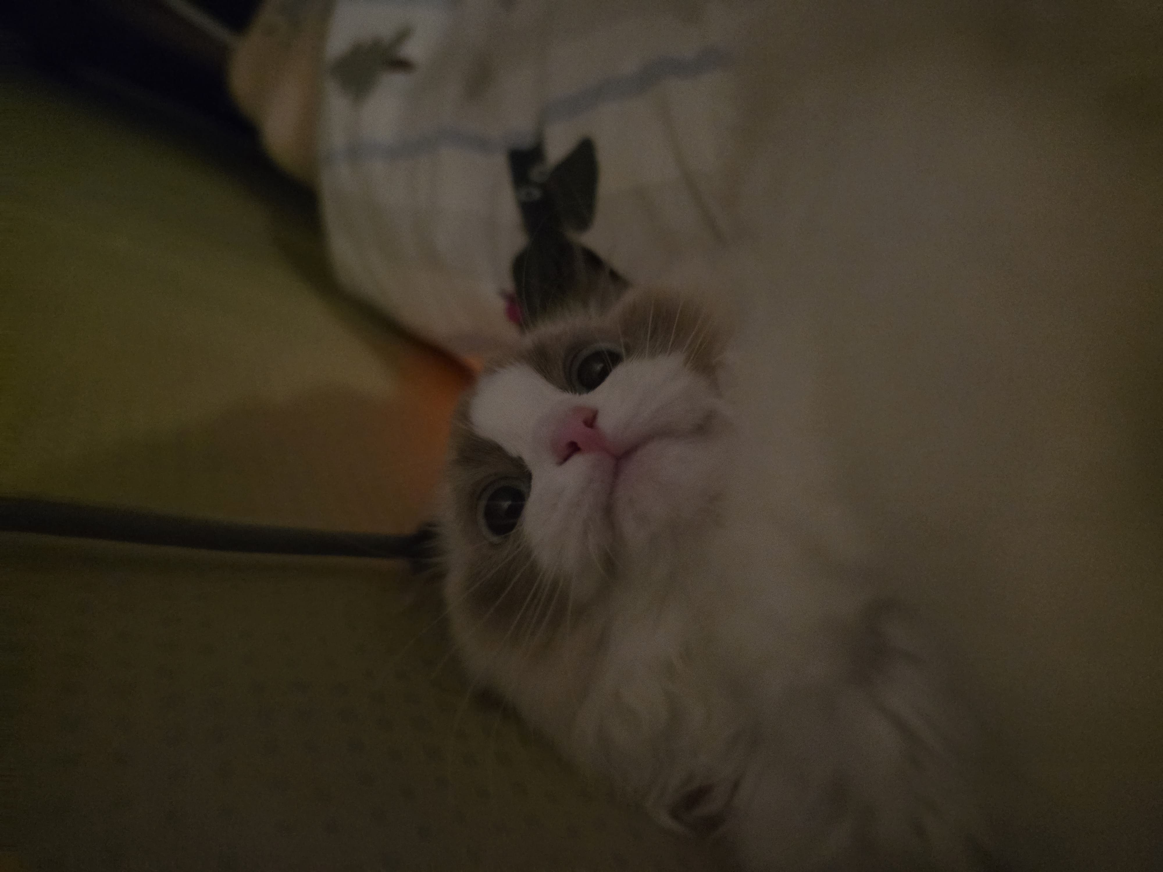 희번득